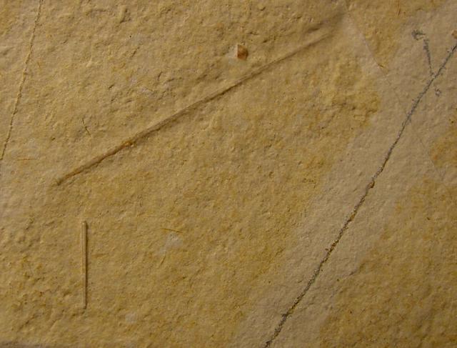 Polycidaris nusplingensis GRAWE-BAUMEISTER et al. 2000 - Bild © FossNet FossilienStore